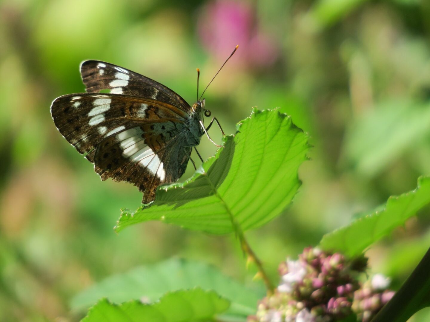 kleine-ijsvogelvlinder