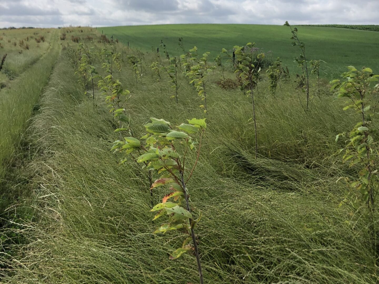 aanplant-voedselbos-natuurlijk-berghof