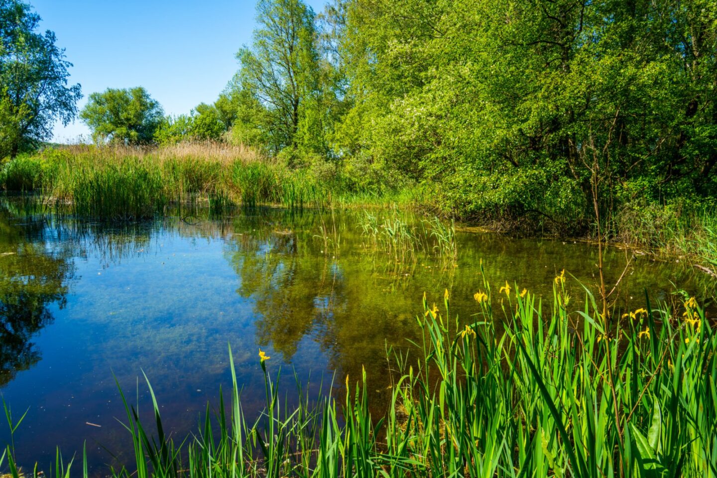 twiske-green-friday-forest