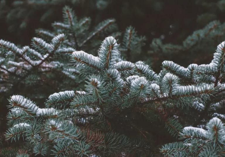 8 tips voor een duurzame kerstboom