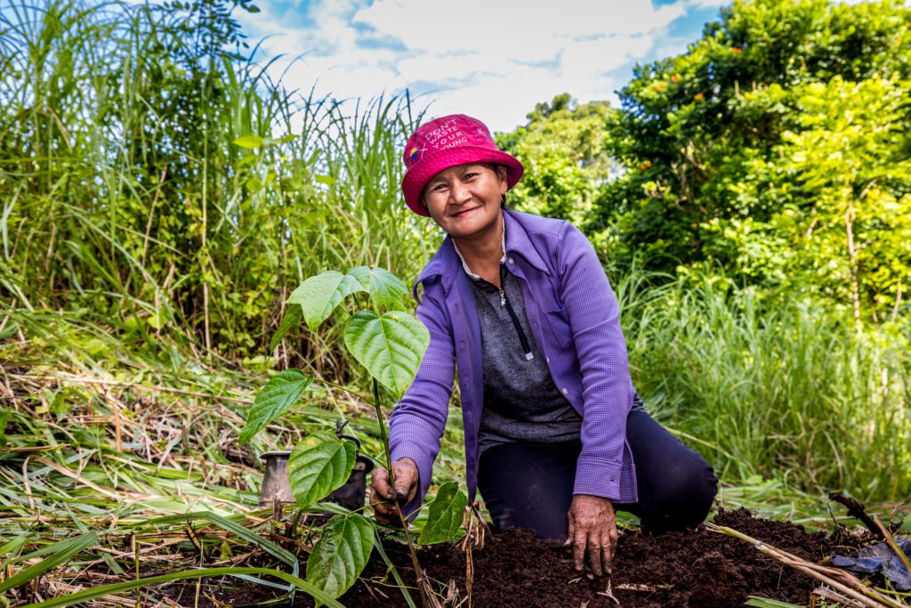 bomen-planten-sulawesi