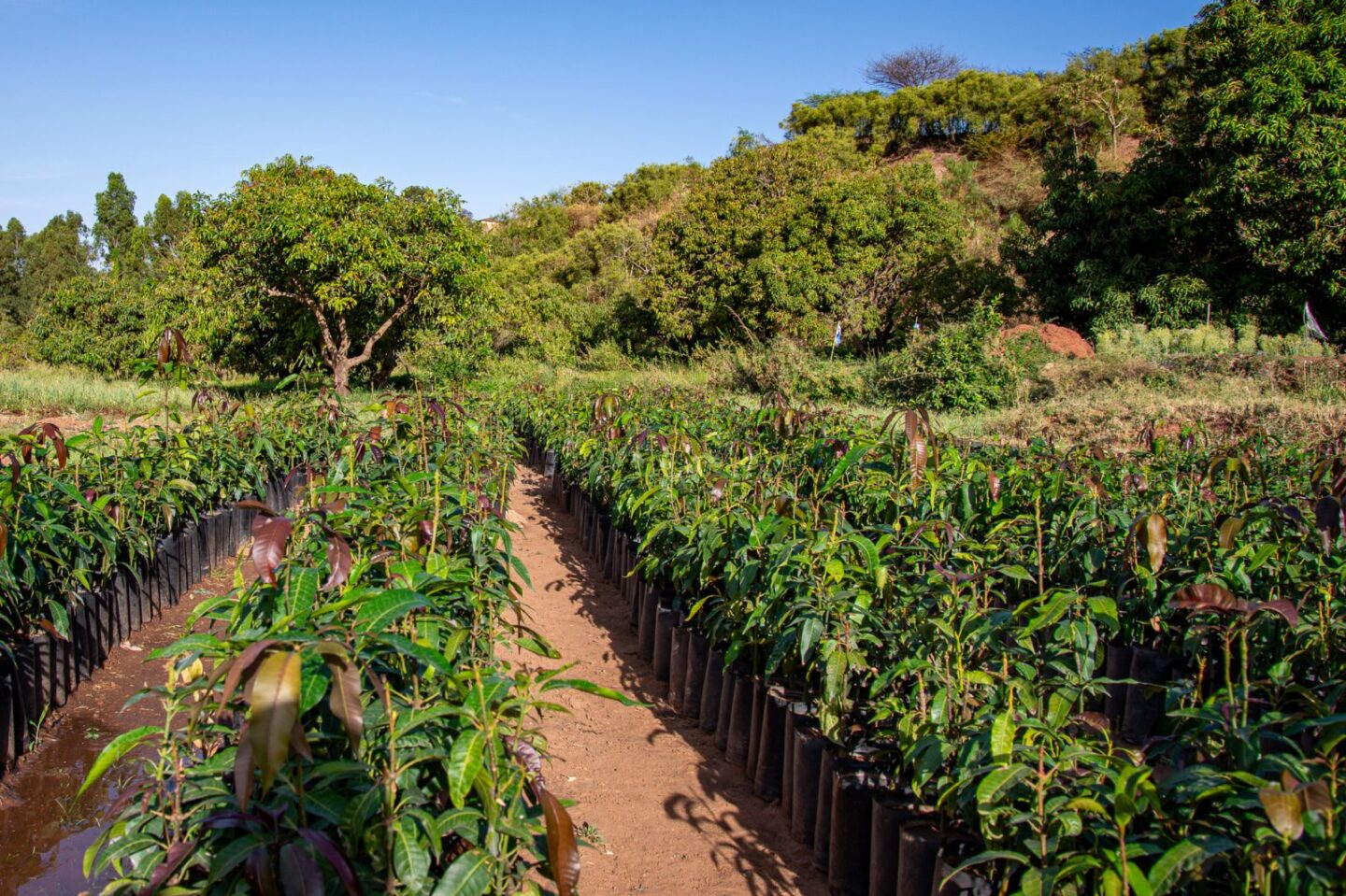 bomen-kwekerij-ethiopie