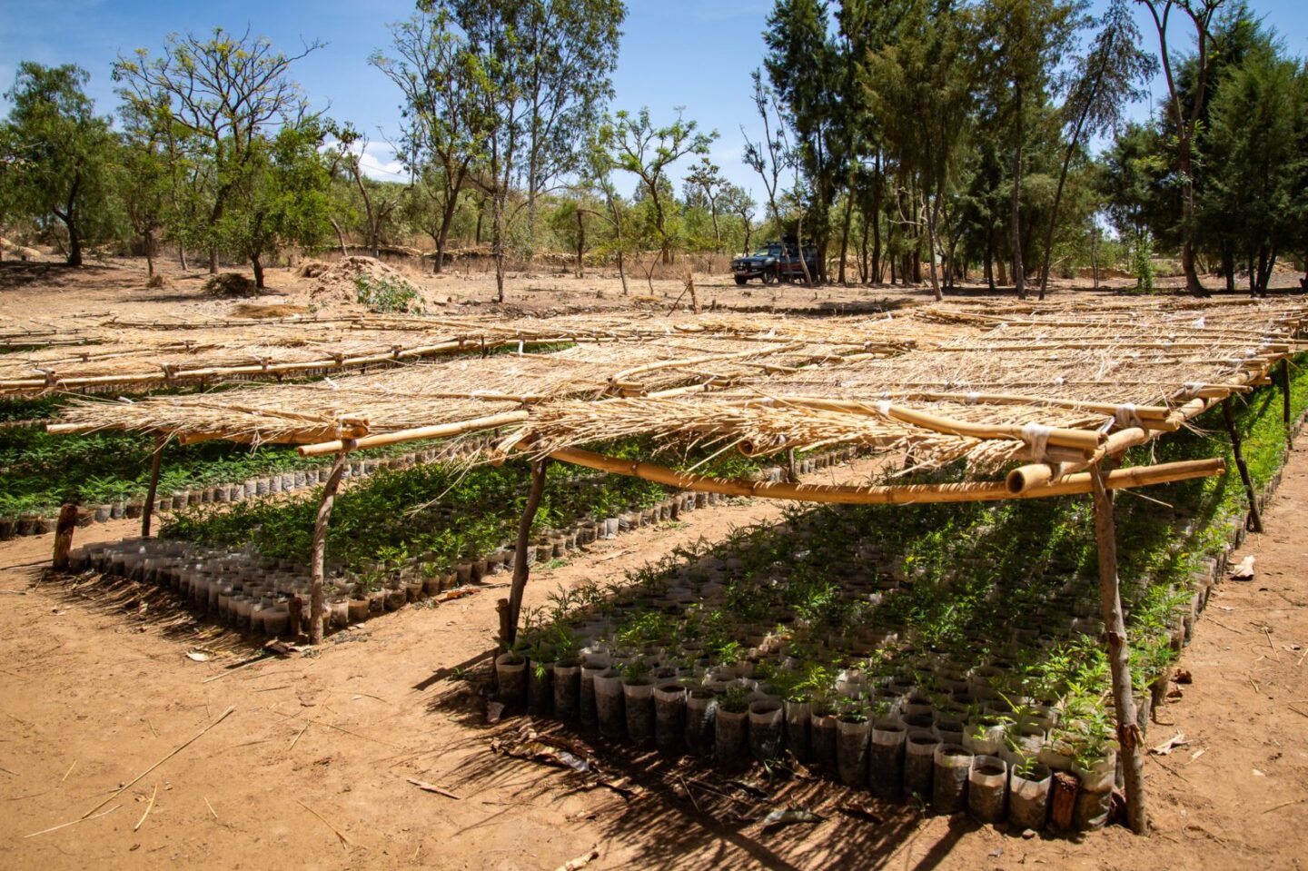 bomen-kwekerij-ethiopie