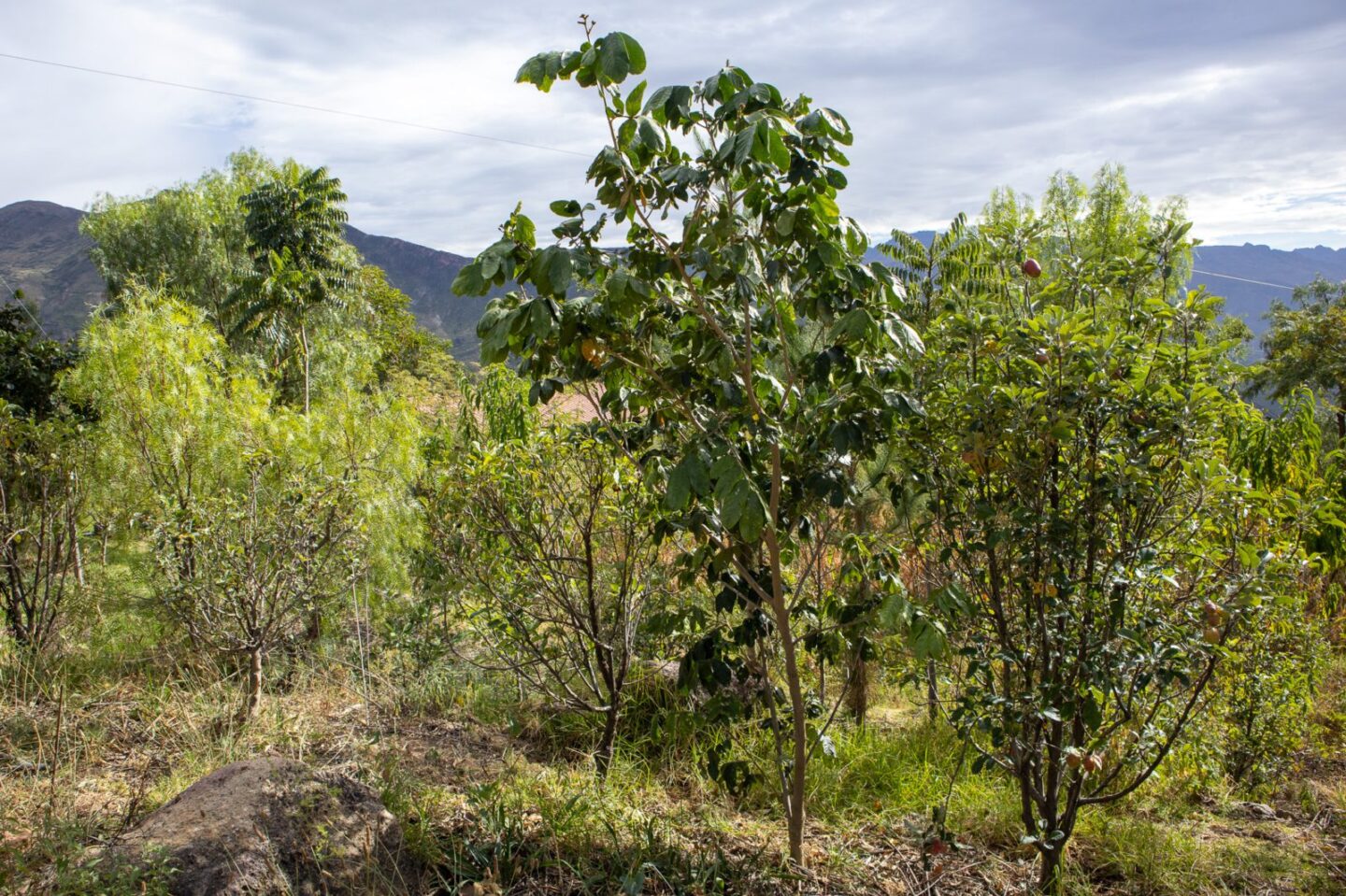 agroforestry-boliviaanse-andes