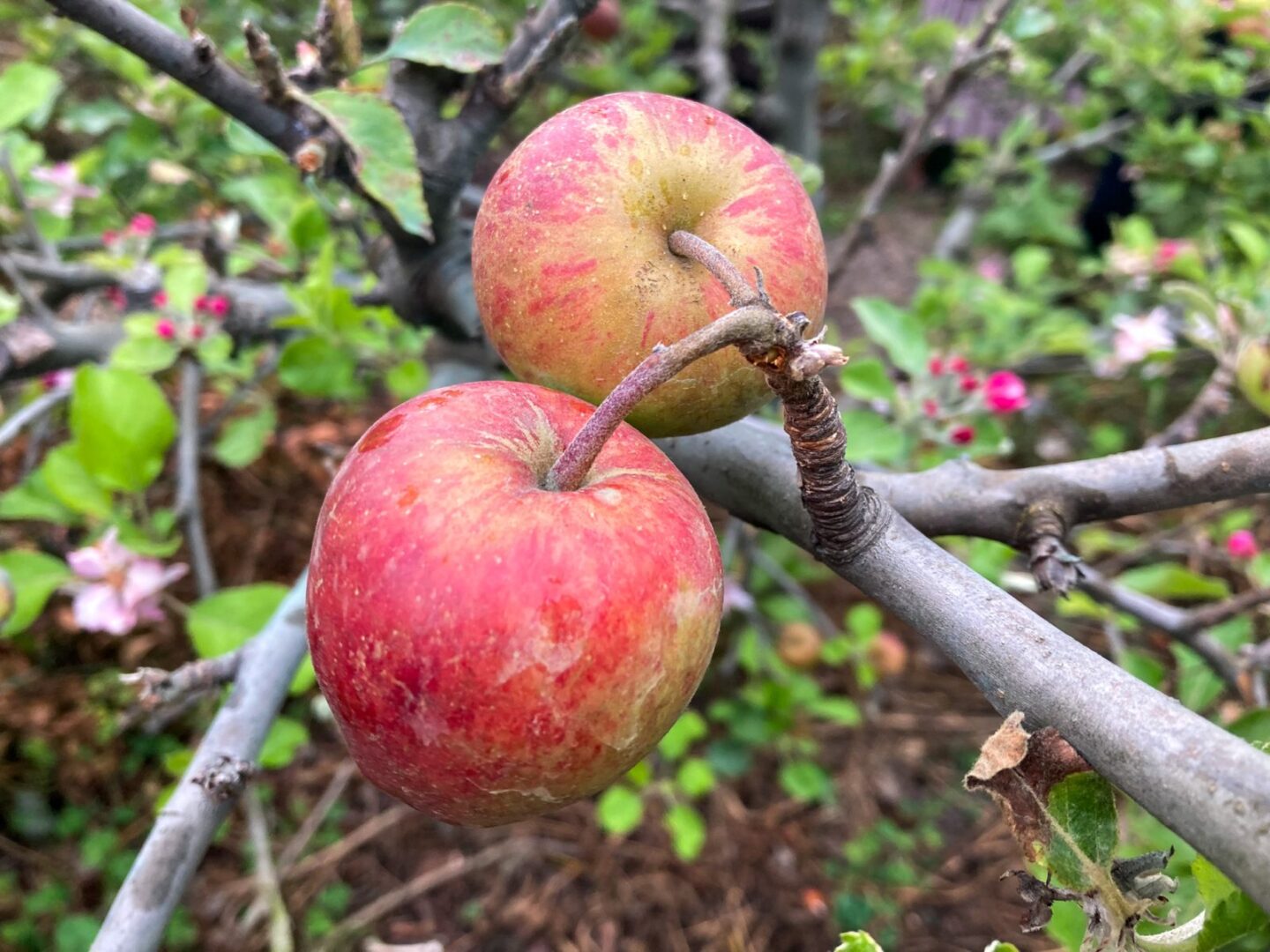 agroforestry