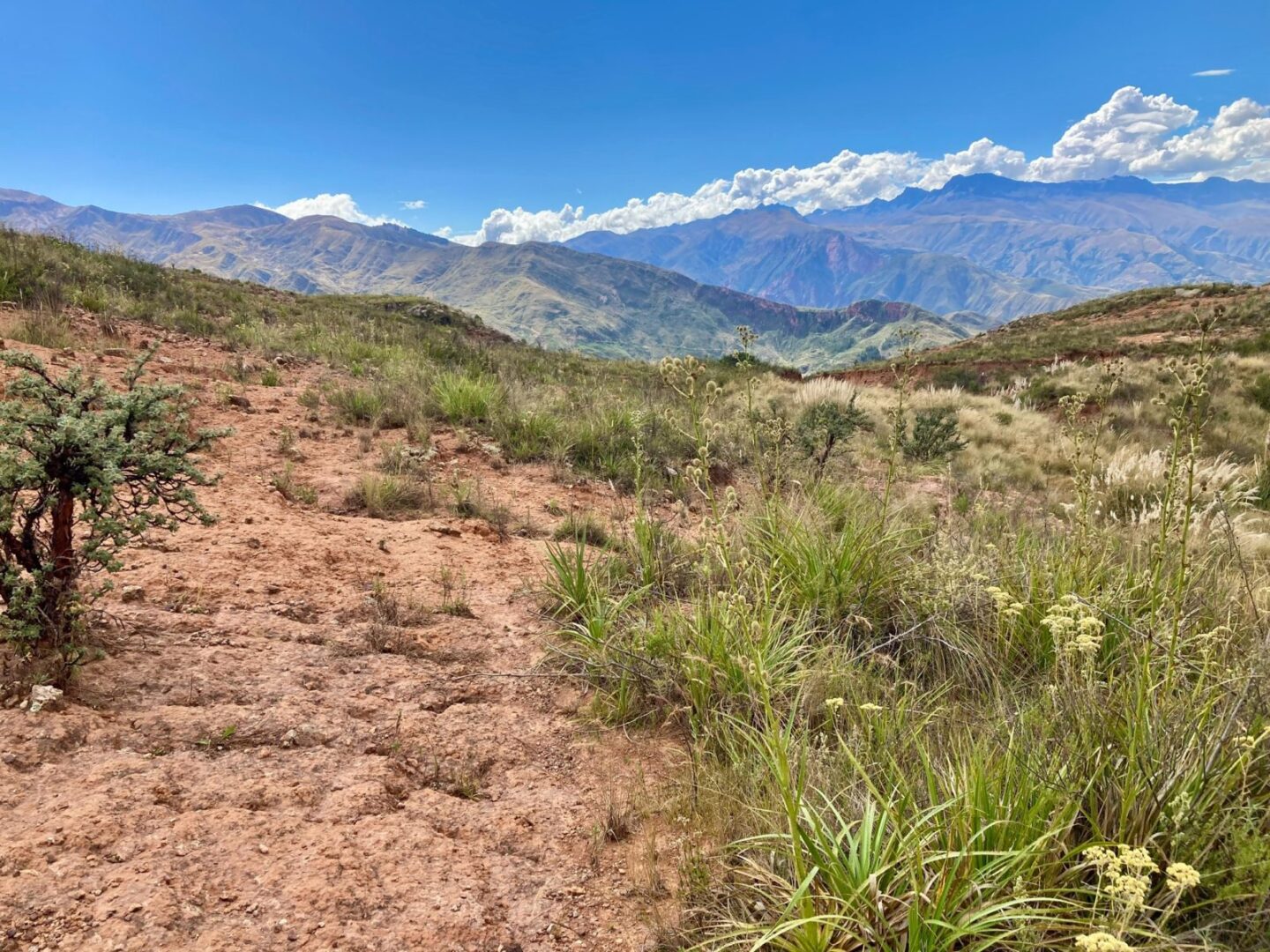 landbouwgrond-vs-natuurlijke-regeneratie
