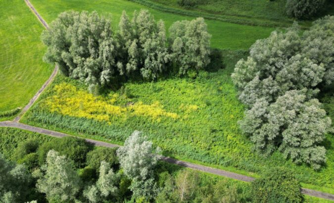 Zo gaat het met het Green Friday Forest in Het Twiske: resultaten 2023-2024