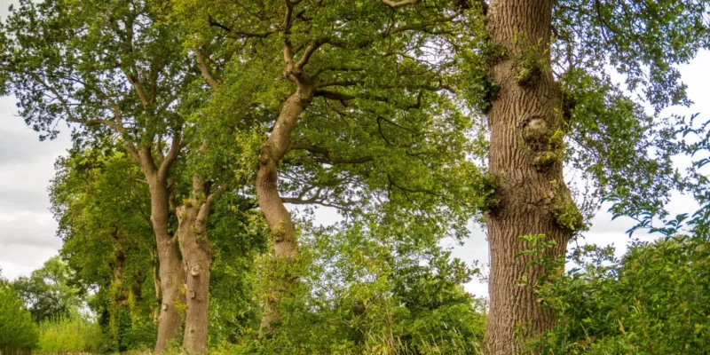 Landschapselementen Gorecht (Groningen) | Vergroening van het Groningse platteland