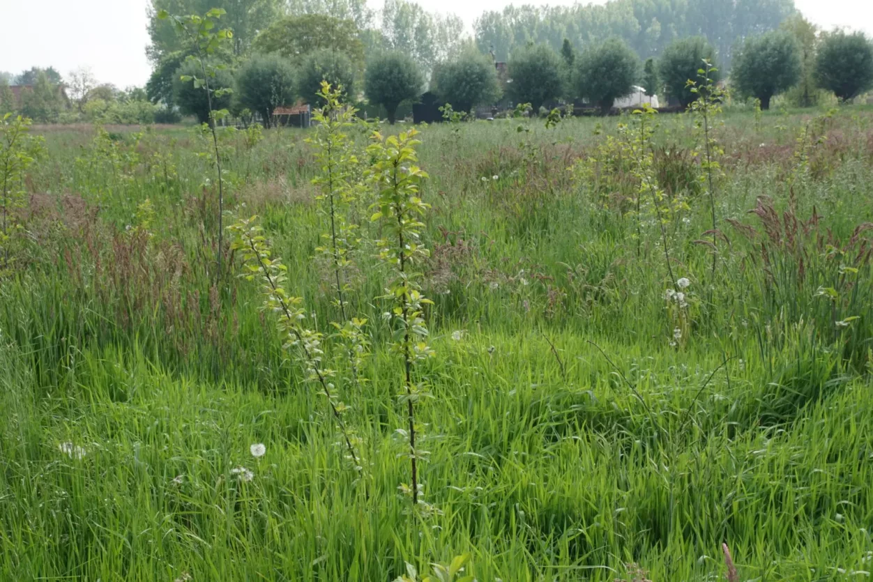 locatie-t-hoefje-mei-2024