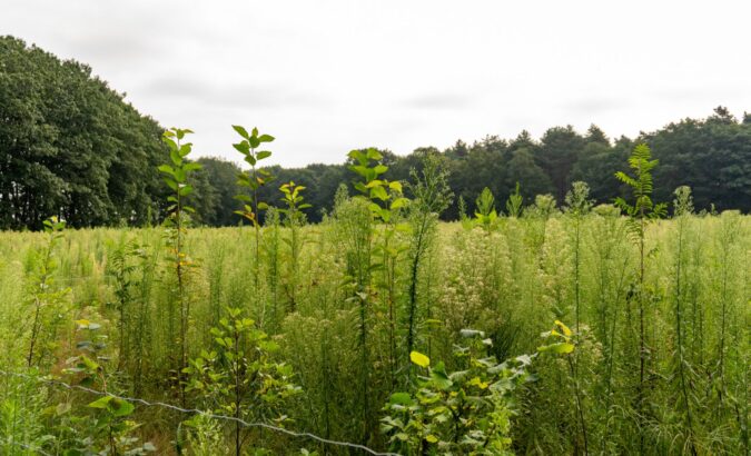 Elf hectare nieuw bos in Vlaanderen: resultaten plantseizoen 2023-2024