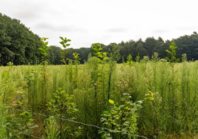 Elf hectare nieuw bos in Vlaanderen: resultaten plantseizoen 2023-2024