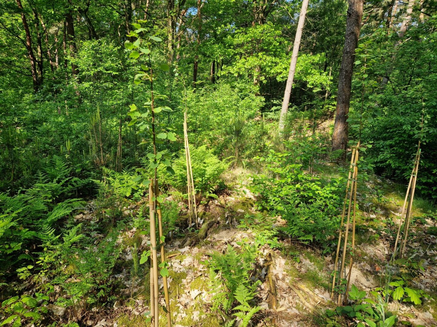 Peel en Maas (1) bosrevitalisatie-peel-maas