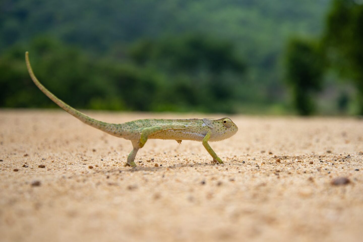 DSC_6619 flap-necked-chameleon