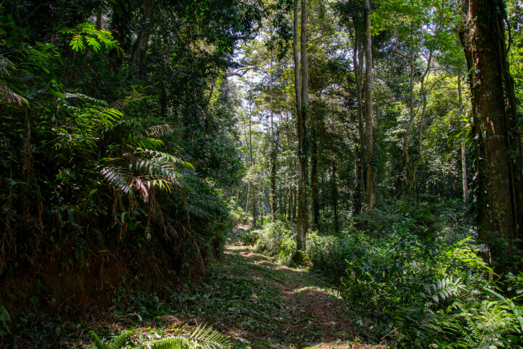 bosreservaat-tanzania