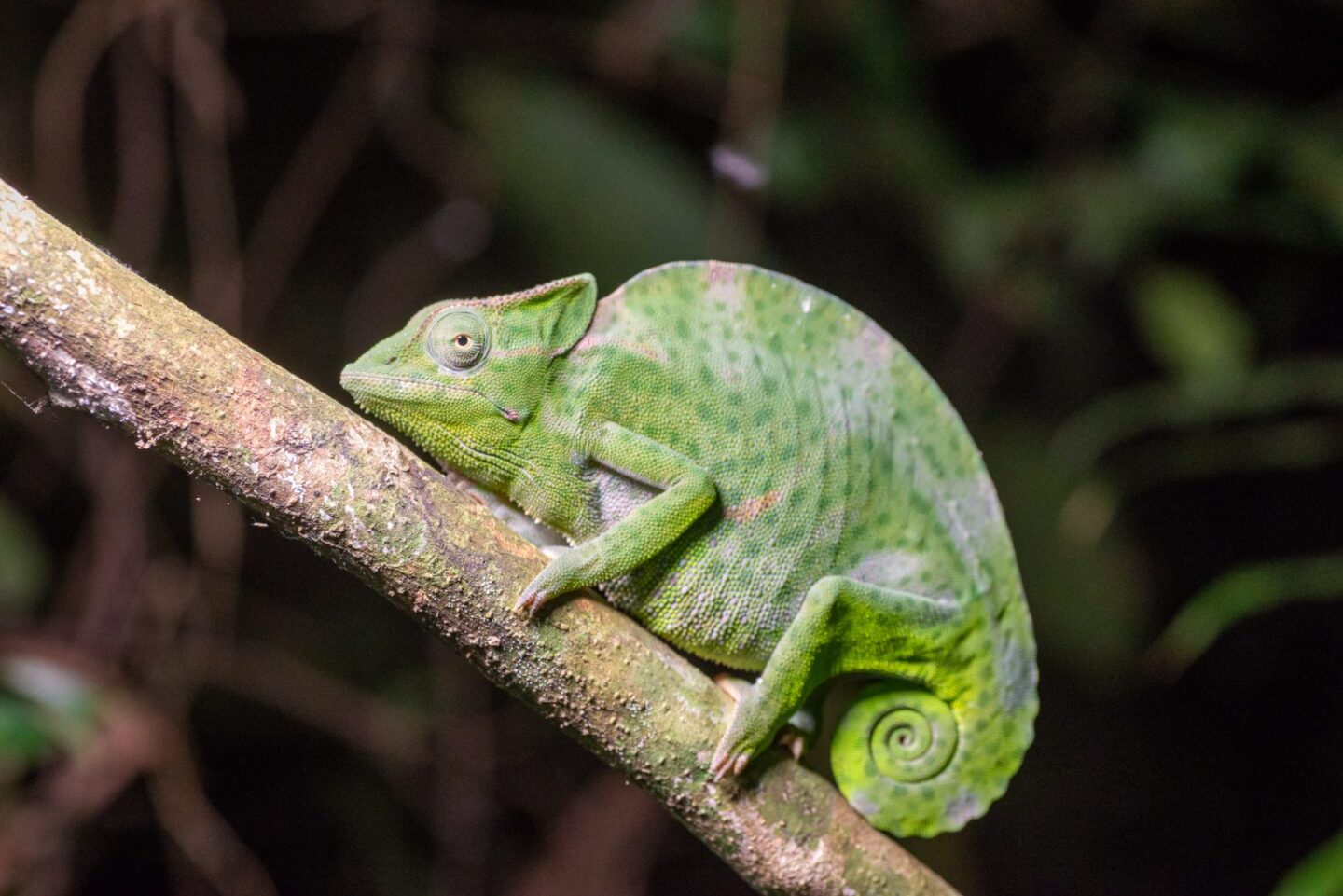 DSC_6820 Usambara-three-horned-chameleon