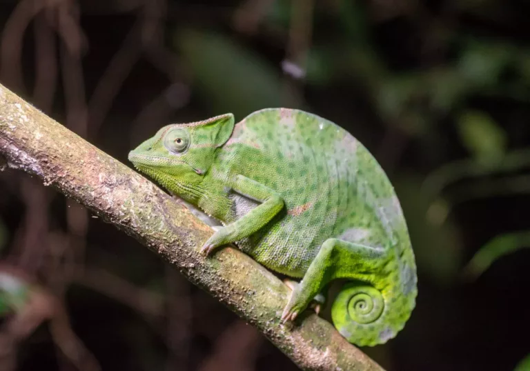 Docu Chameleon Corridors
