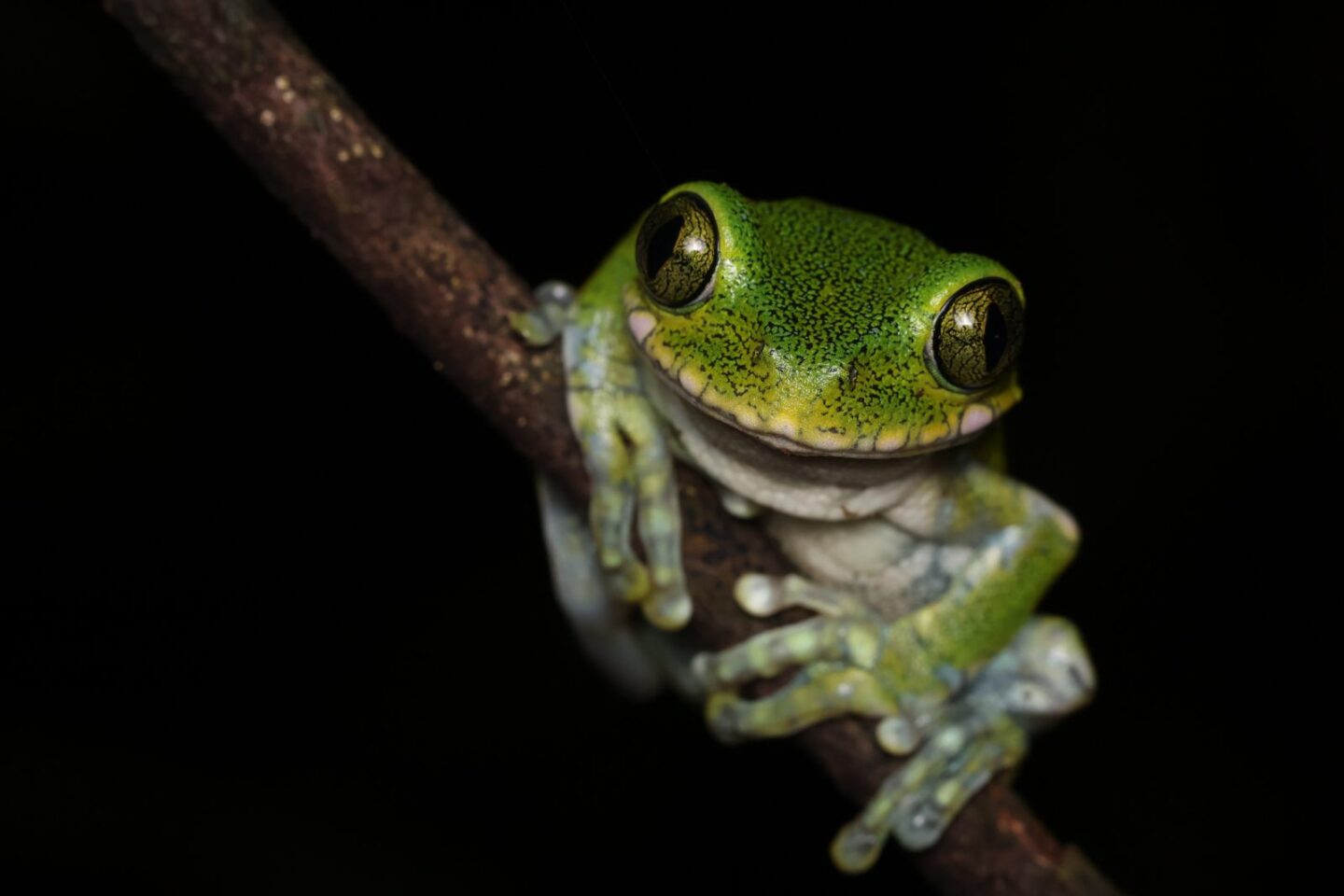 Leptopelis vermiculatus2 peacock-tree-frog