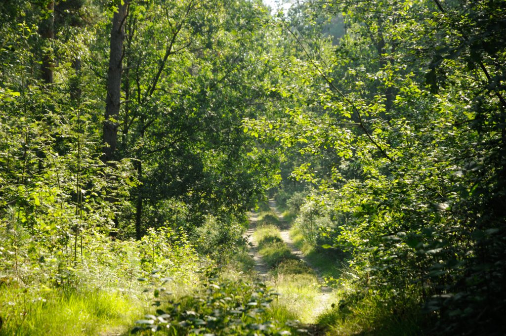 bos-limburg
