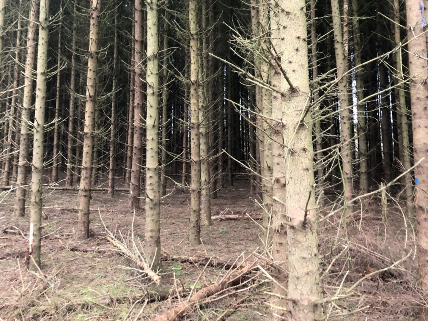 monocultuur-fijnspar