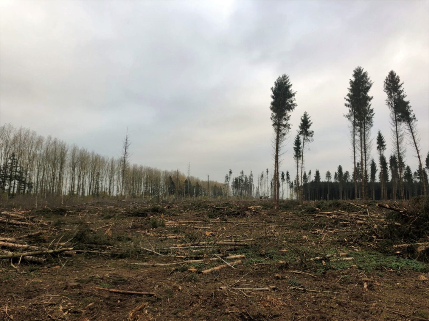 monocultuur-fijnspar