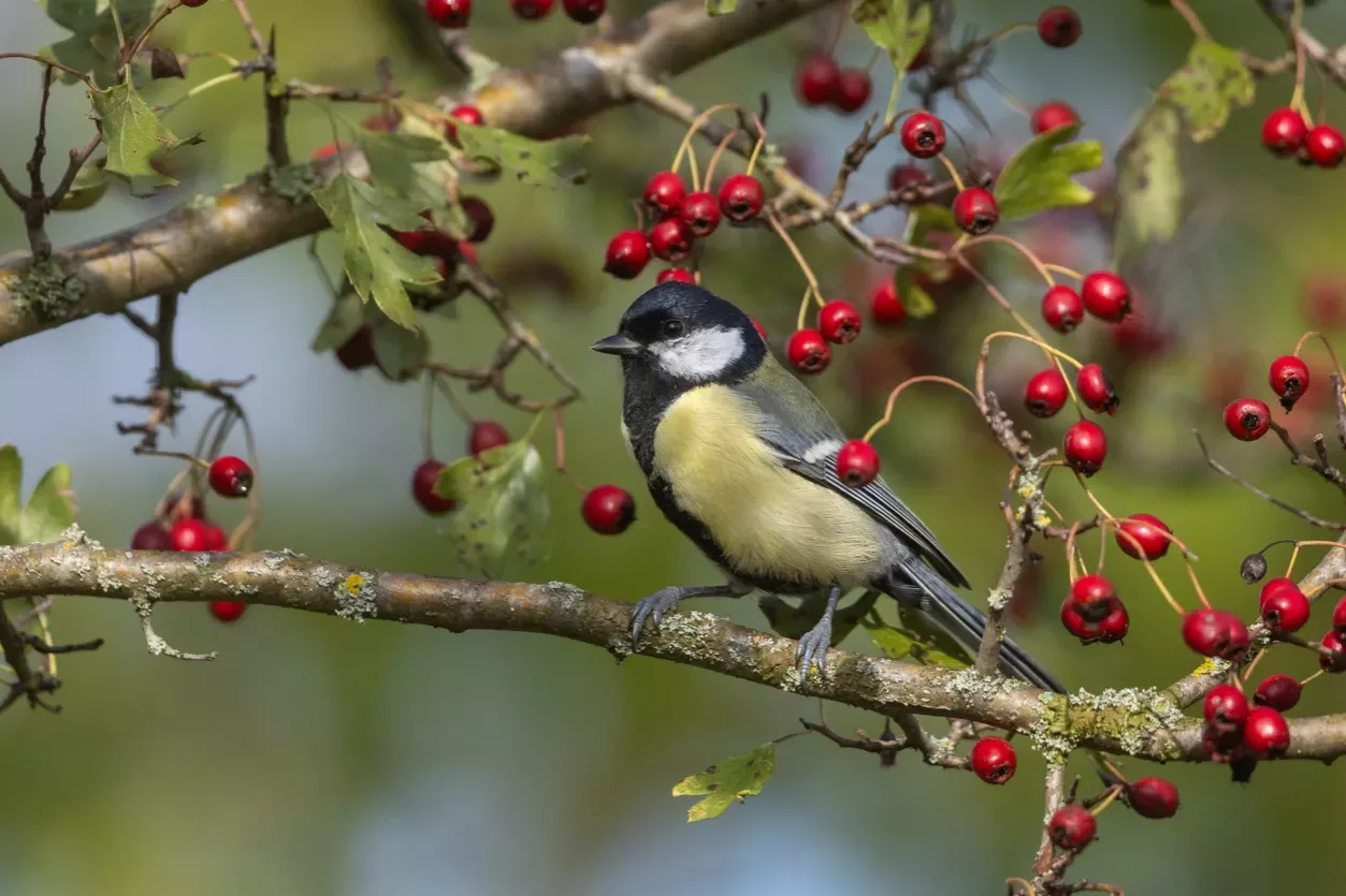 beautiful-great-tit-parus-major