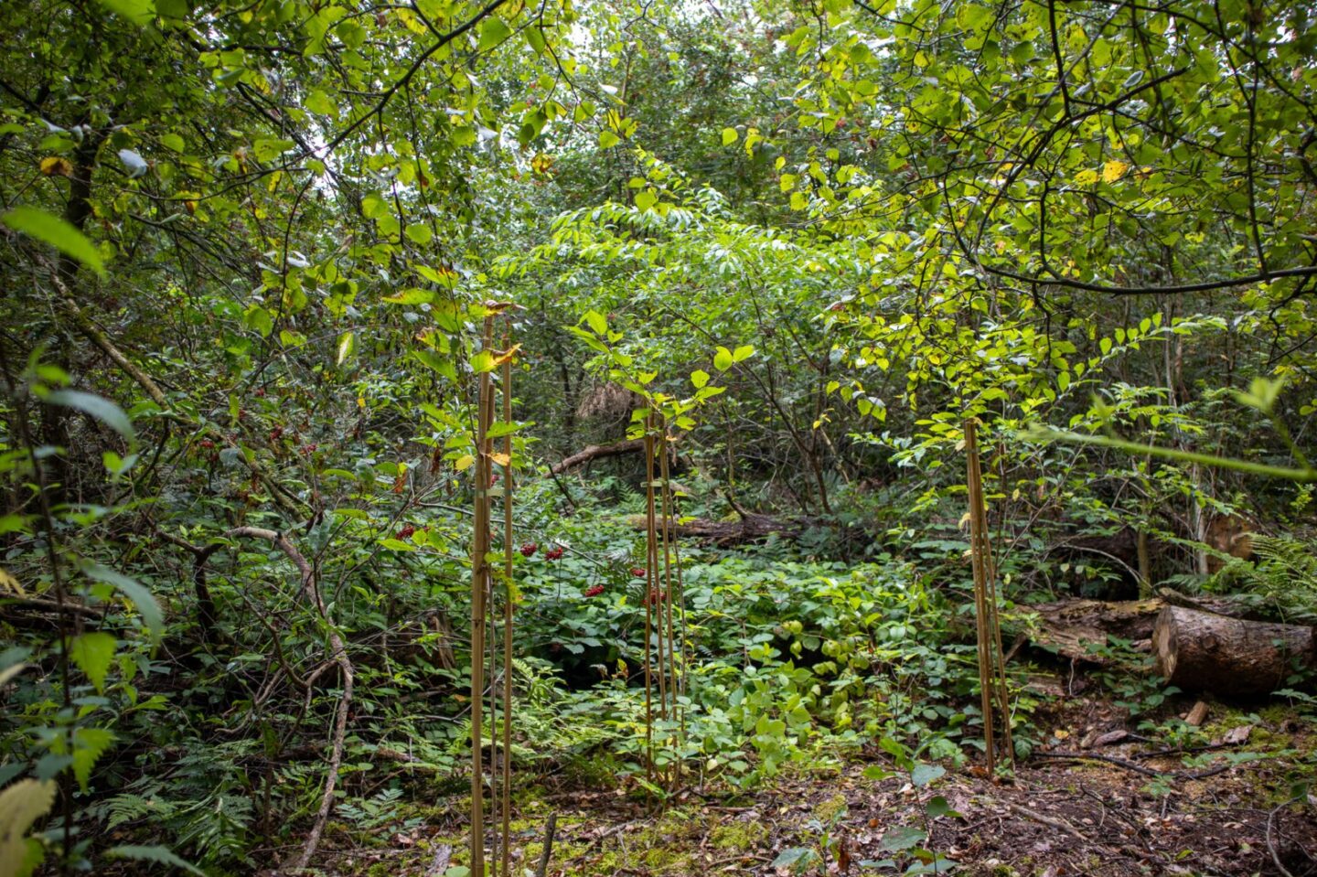 bosrevitalisatie-peel-maas