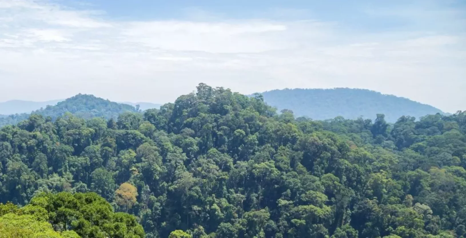 ulu-temburong-national-park