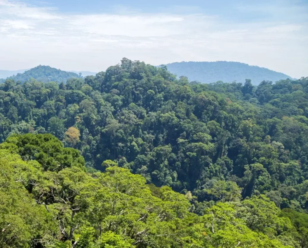 ulu-temburong-national-park-3-2