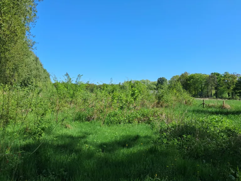 henriette-het-groene-woud_d5d5c67aa4386fa3ad486e6d978d52aa.png