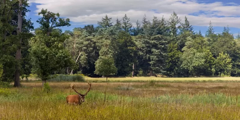 De flanken van de Veluwe | Bosjes en landschapselementen aan de randen van de Veluwe