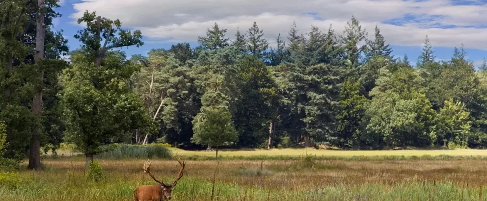 De flanken van de Veluwe | Bosjes en landschapselementen aan de randen van de Veluwe