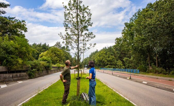 Stenen eruit, groen erin: dit is waarom onze steden meer bomen nodig hebben