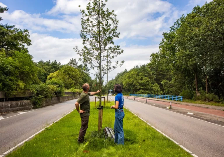 Stenen eruit, groen erin: dit is waarom onze steden meer bomen nodig hebben