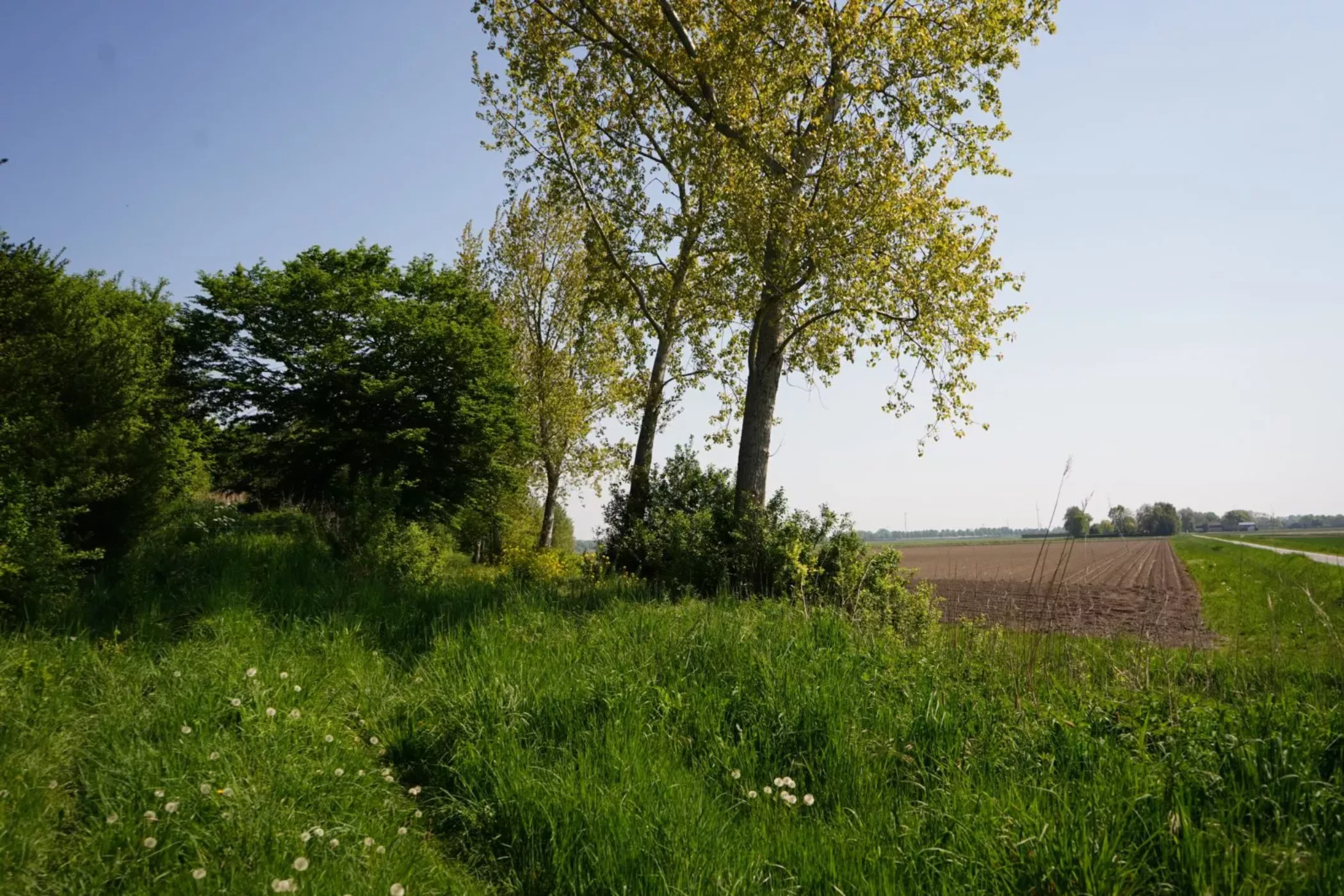 boomsingel-in-agrarisch-gebied_brabantslandschap_hde