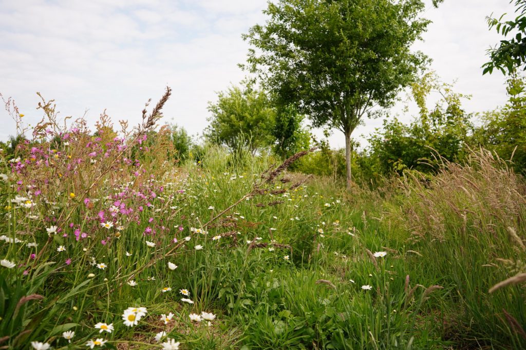 Dit is een foto van het project: Brabant Behaagt. Op de foto zie je aangeplante bomen en struiken. 