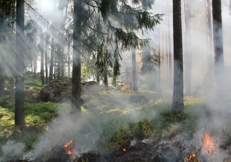 Hoe bomen het risico op bosbranden juist verkleinen