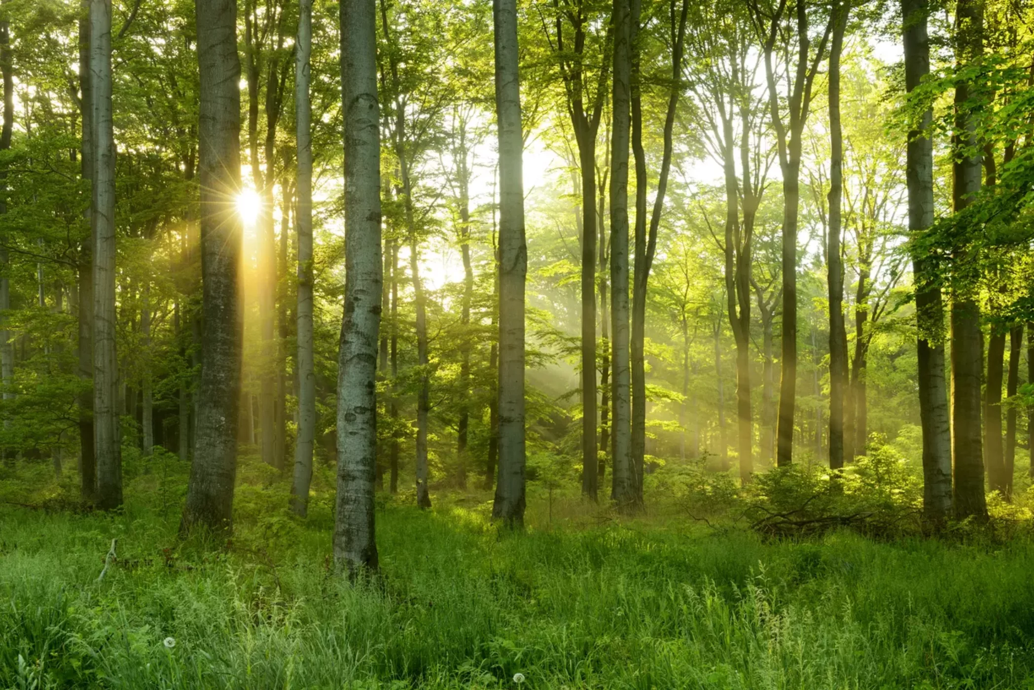 green-natural-beech-tree-forest-illuminated-by-sunbeams-through-fog