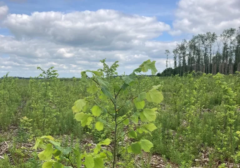 Van fijnspar tot wielewaal: het Dorpsbos Kolham komt weer tot leven