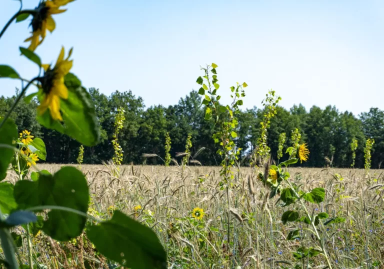 Van landbouwgrond naar biodivers bos in Drenthe: resultaten 2024-2025