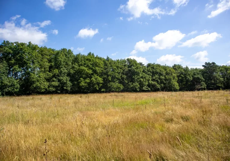Uitzonderlijke droogte in 2026: de impact op bosaanplant 