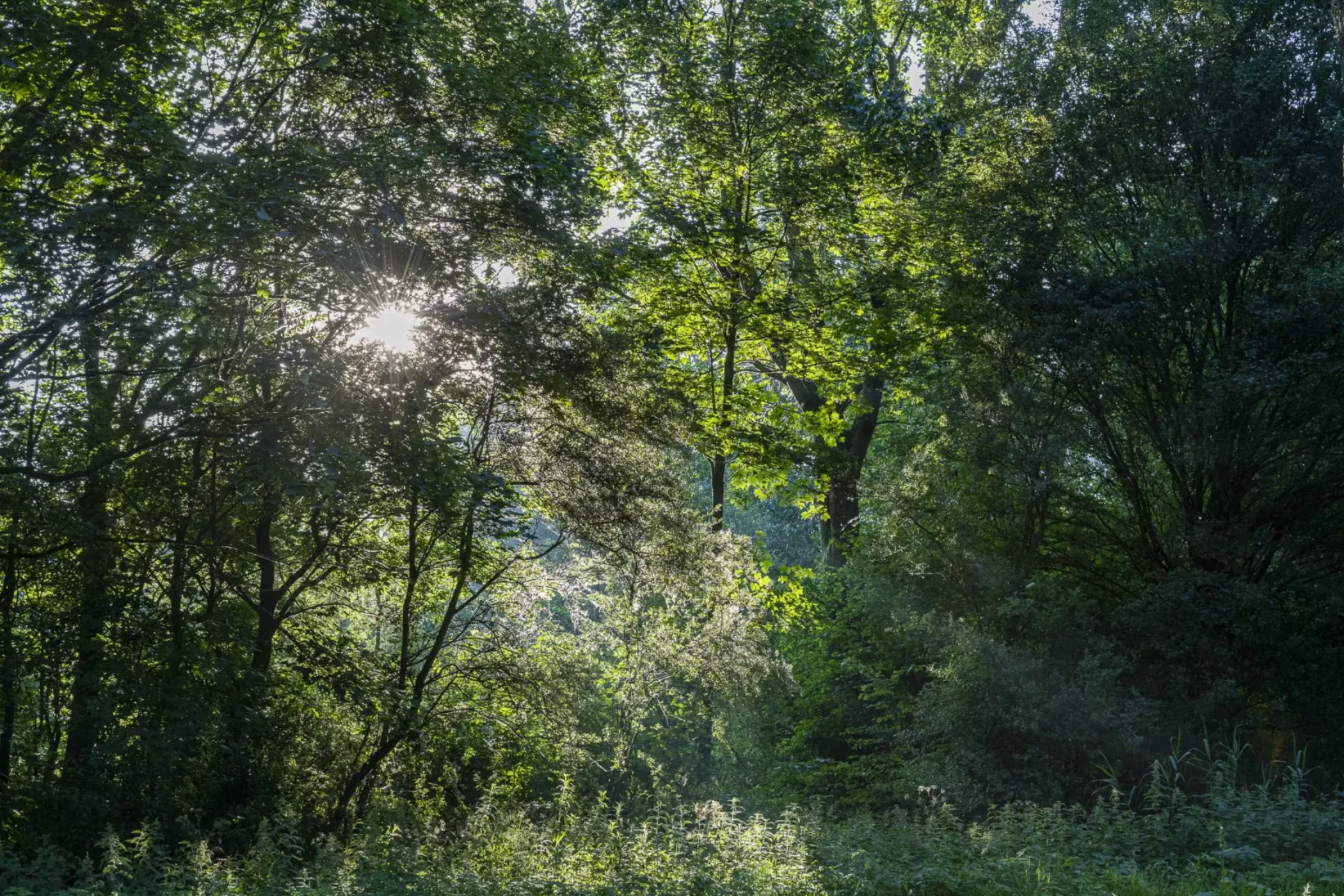 ms__v6a0869-2