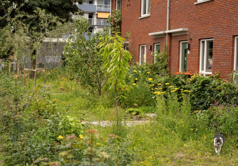 Trees for All steunt eis landelijke groennormen: ‘Versteende buurten worden gevaarlijk heet’