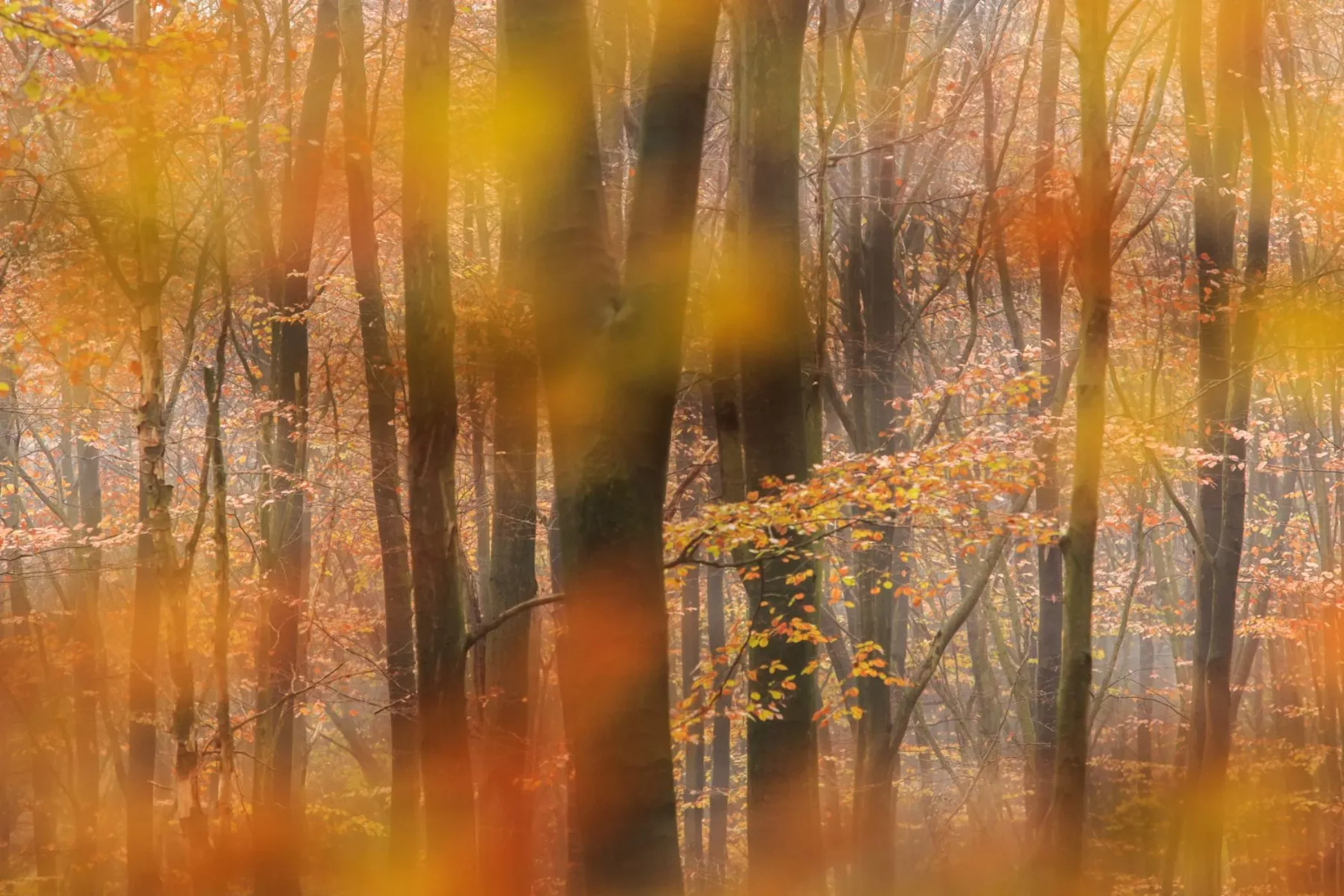 Mooie bomen in herfstkleuren
