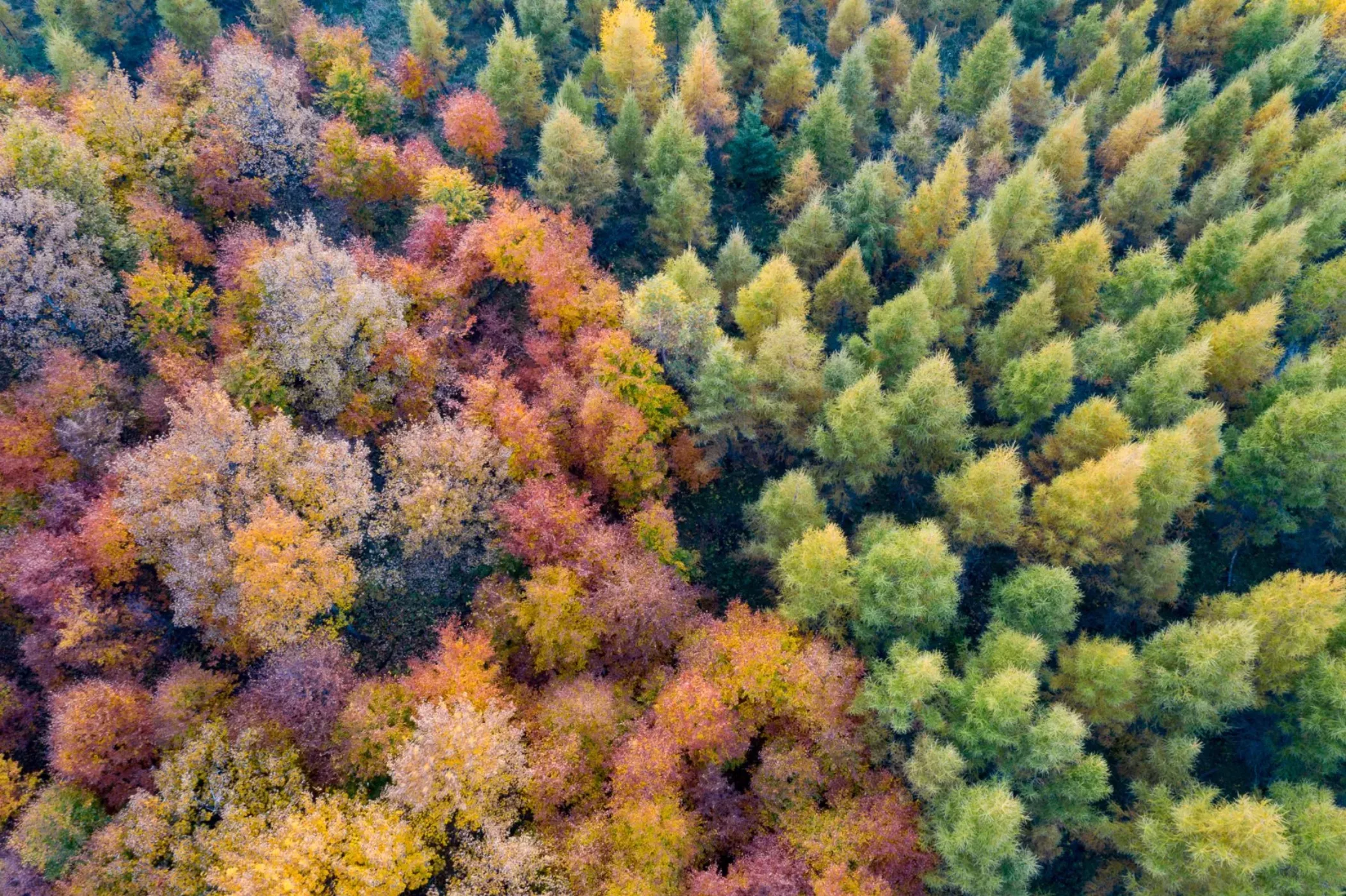 Bomen in herfstkleuren