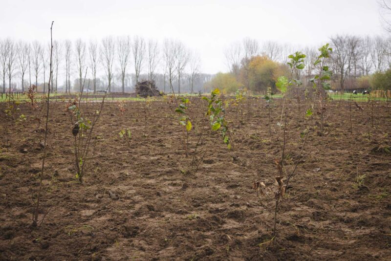 Green Friday Forest event (84)