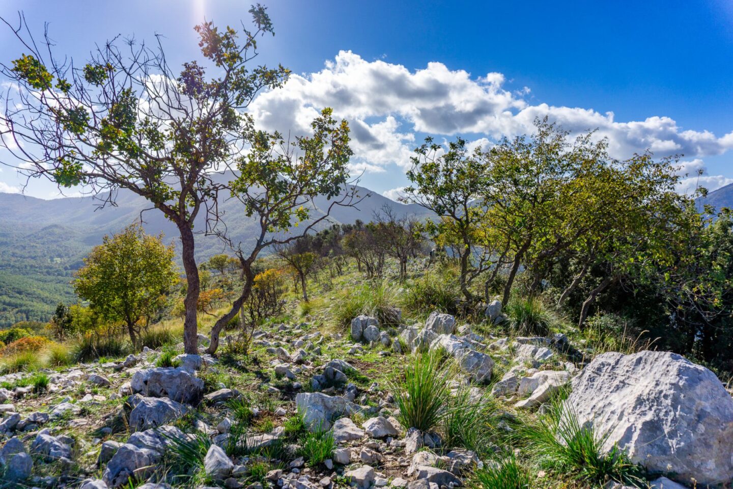 trees-for-all-italie