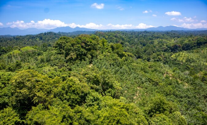 How the impossible came true: 50 hectares of grassland transformed into forest on Sulawesi