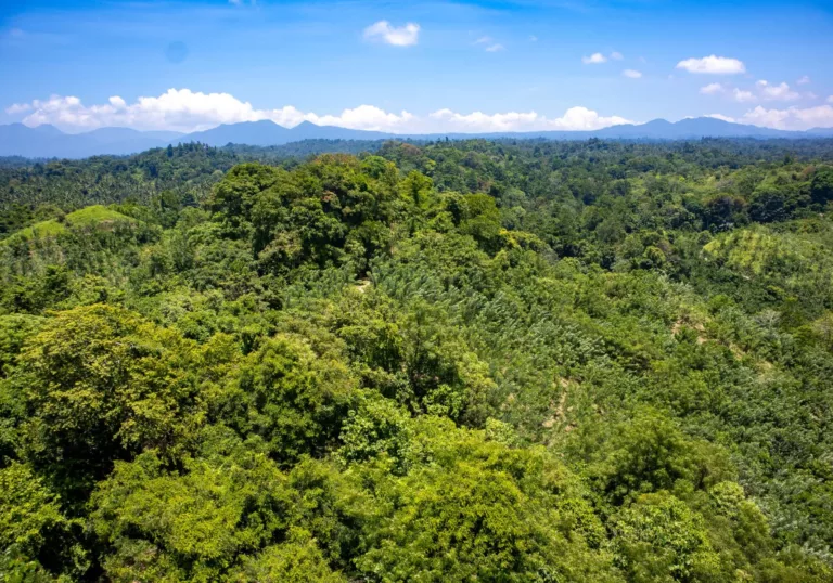 Hoe het onmogelijke werkelijkheid werd: 50 hectare grasland omgevormd naar bos op Sulawesi