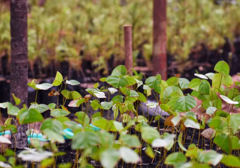 Bosherstel op Borneo: de eerste 20.000 bomen staan in de grond