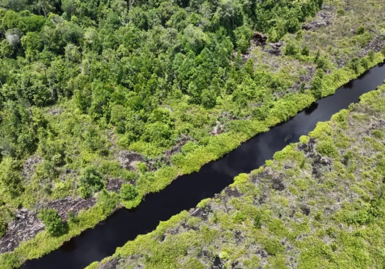 Bosherstel op Borneo: hoe we samen een klimaatramp voorkomen